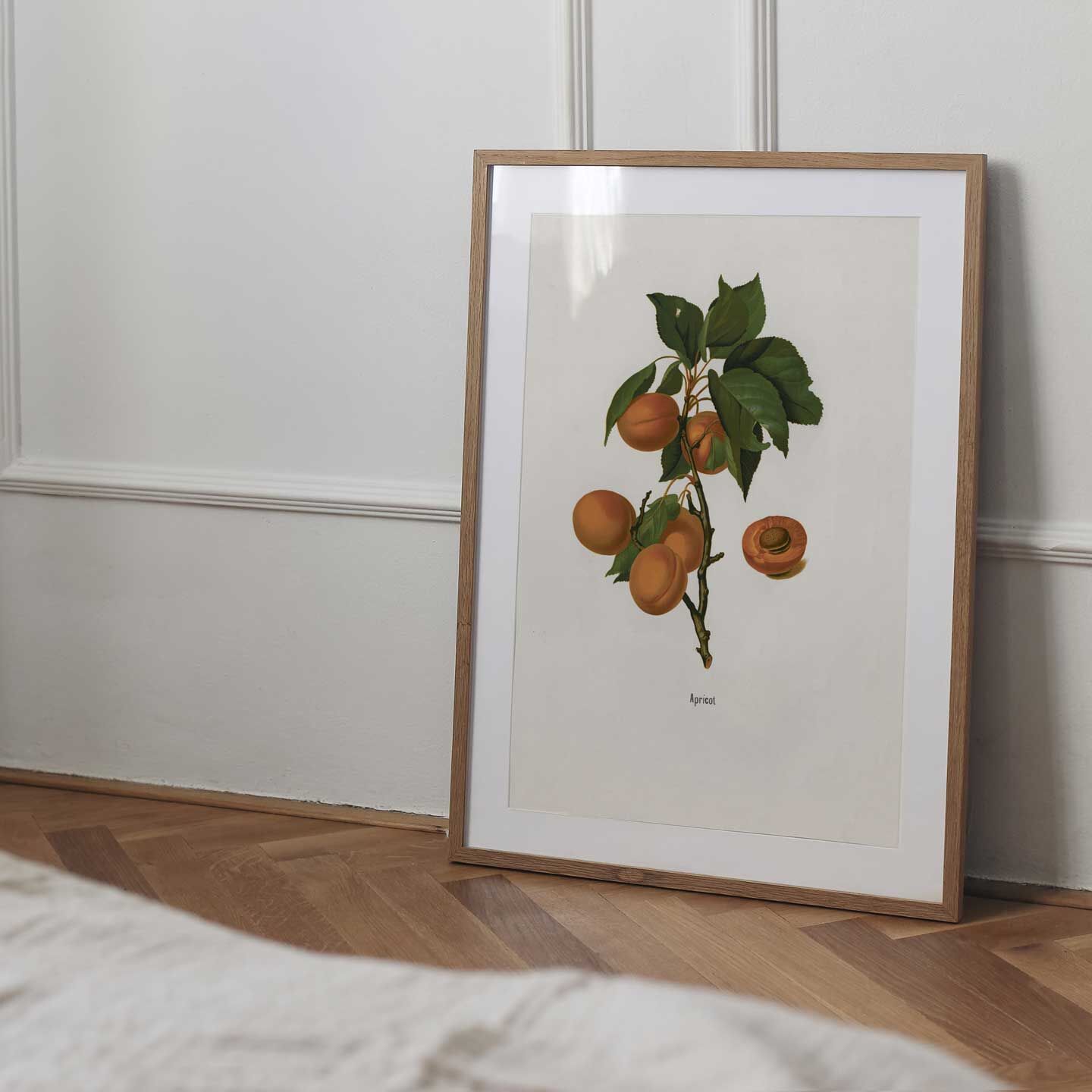Abrikos av Vintage Vista Designs Vintage Vista Designs - Illux Konst shop > Illustration > Vintage Vista Designs
